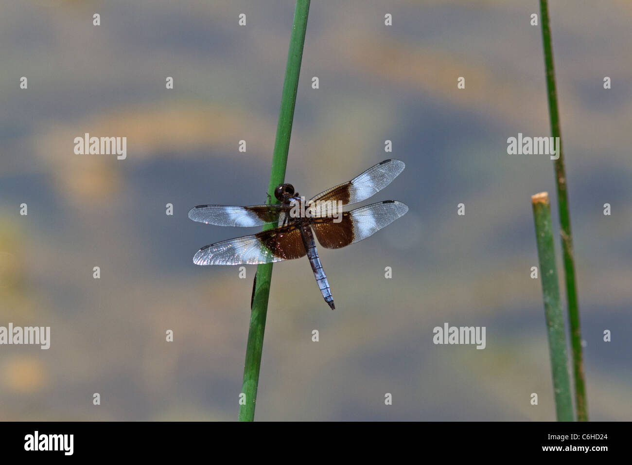 Male widow skimmer dragonfly at rest on reed Stock Photo - Alamy