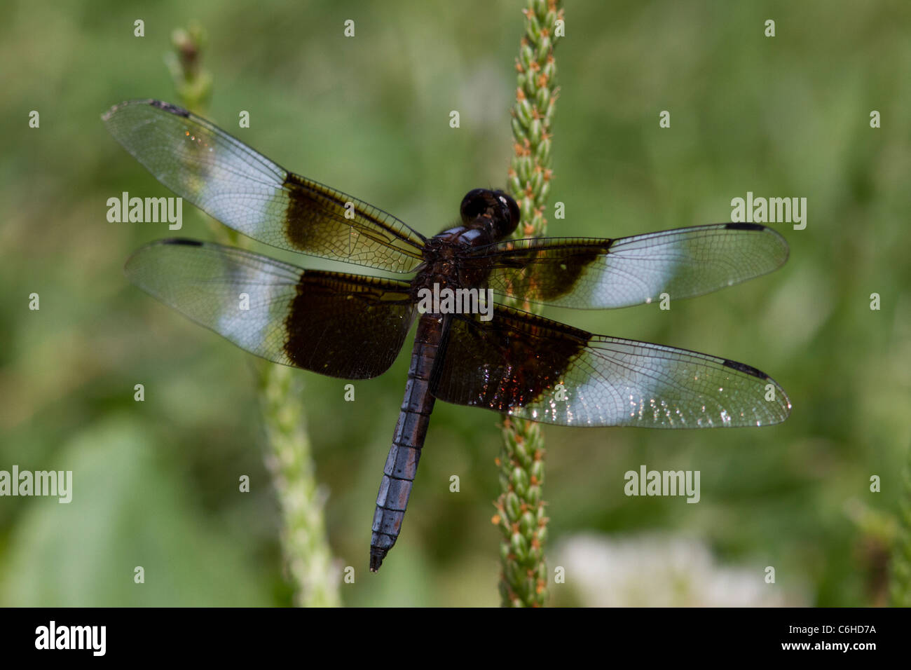 Male widow skimmer dragonfly at rest on plantain Stock Photo - Alamy
