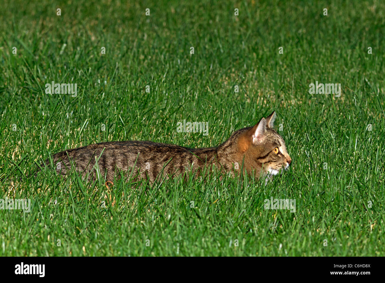 Cat in the grass Stock Photo