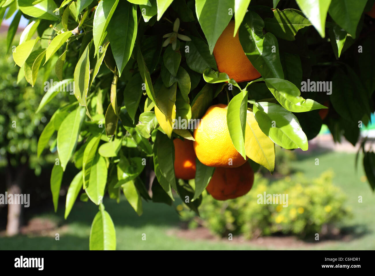 Orange tree in Marrakech, Morocco, Africa Stock Photo Alamy