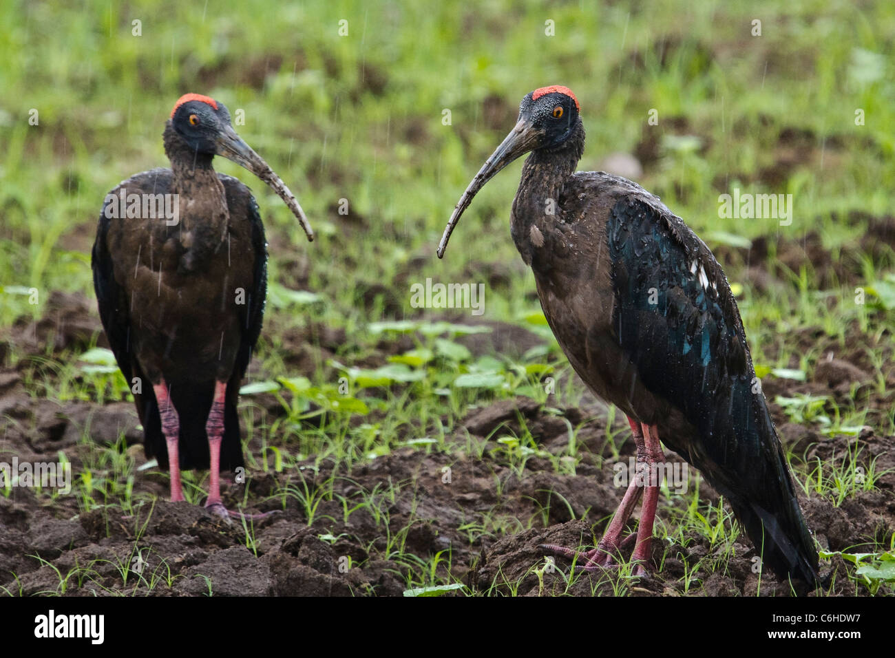 Black ibises (Pseudibis papillosa) in a field in India in rain. Stock Photo