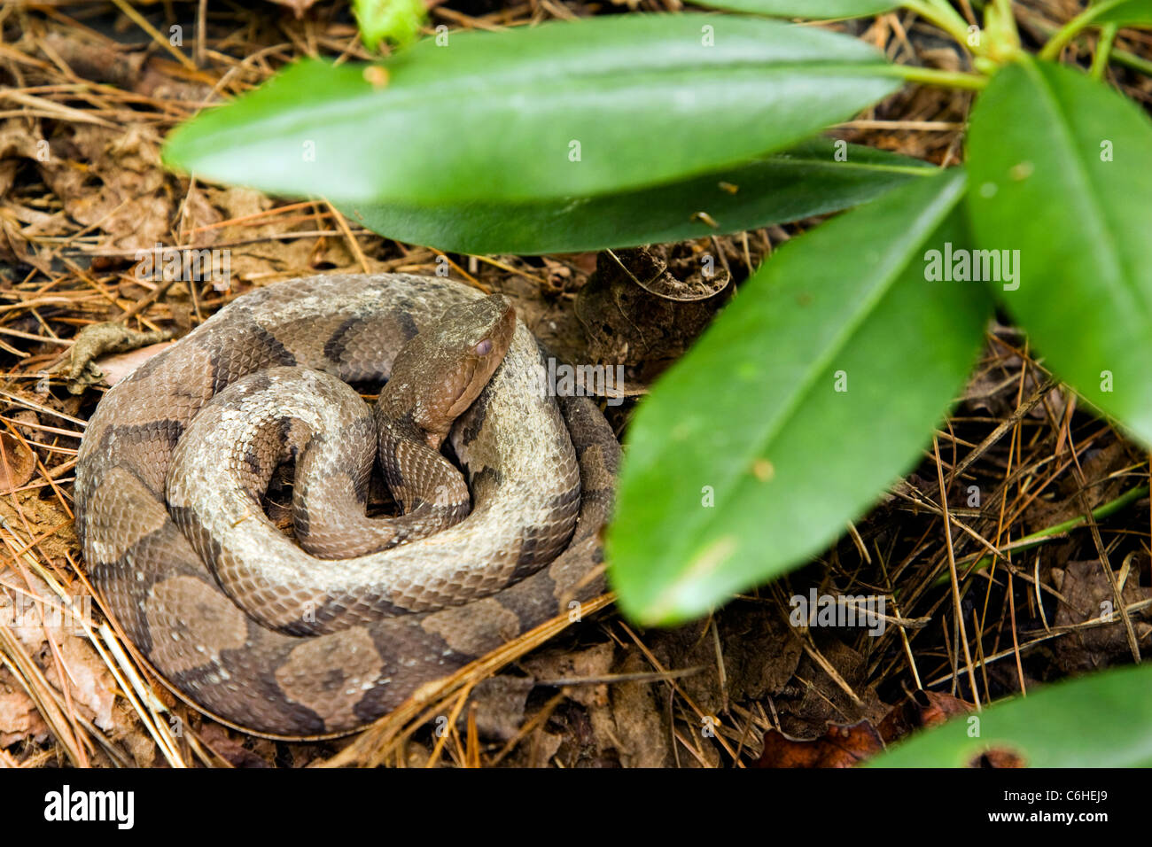 Copperhead Snake Brevard, North Carolina, USA Stock Photo Alamy