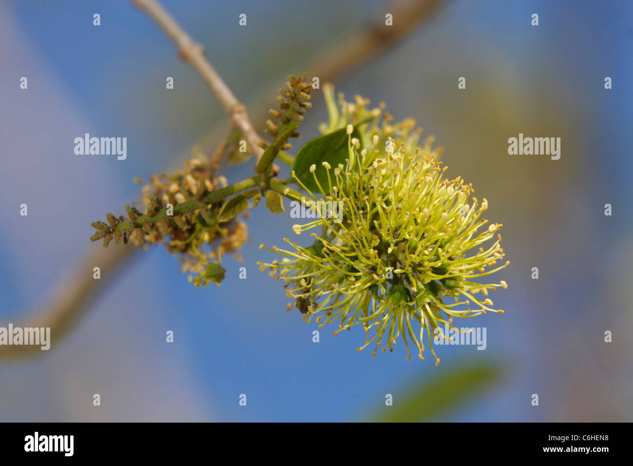 Combretum flower Stock Photo