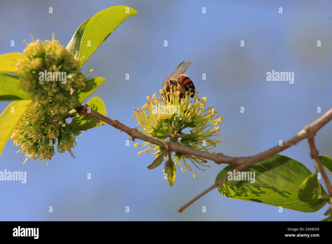 Combretum flower with bee Stock Photo