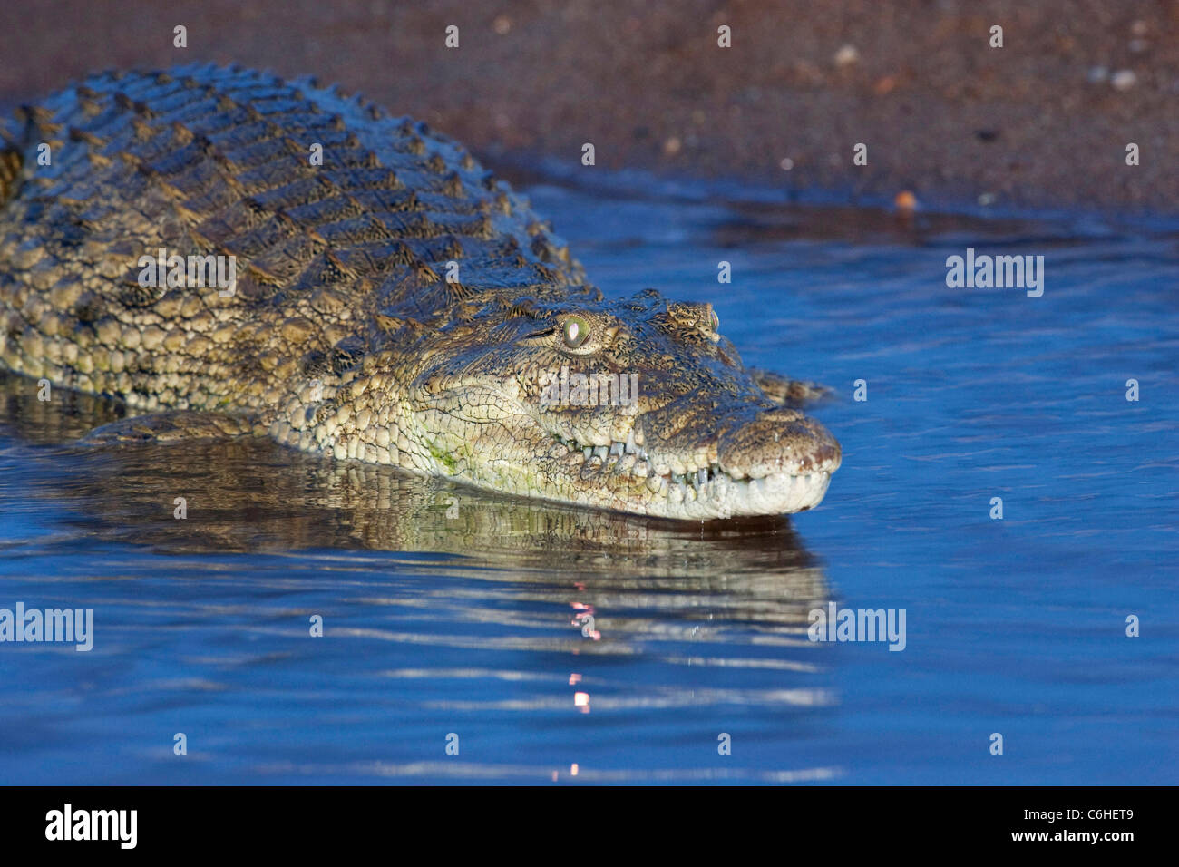 Crocodile lying in shallow water Stock Photo