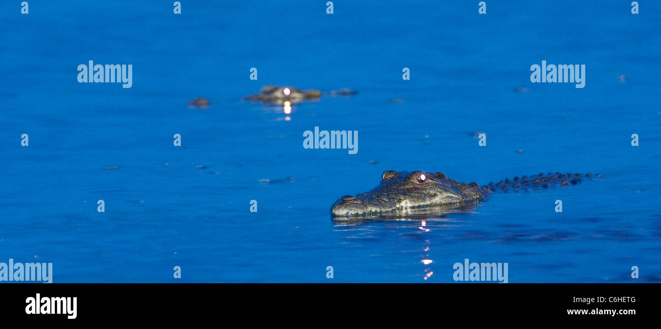 Crocodiles in the Luvuvhu river at dusk with eyes reflecting Stock Photo