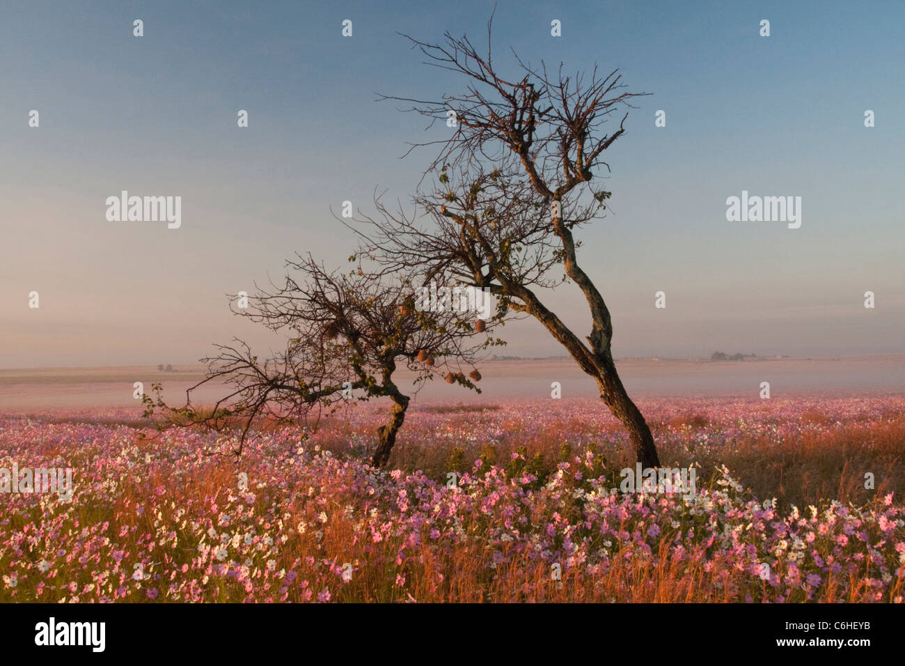 Highveld landscape with a leafless trees surrounded by a field of cosmos and mist in a distant valley Stock Photo