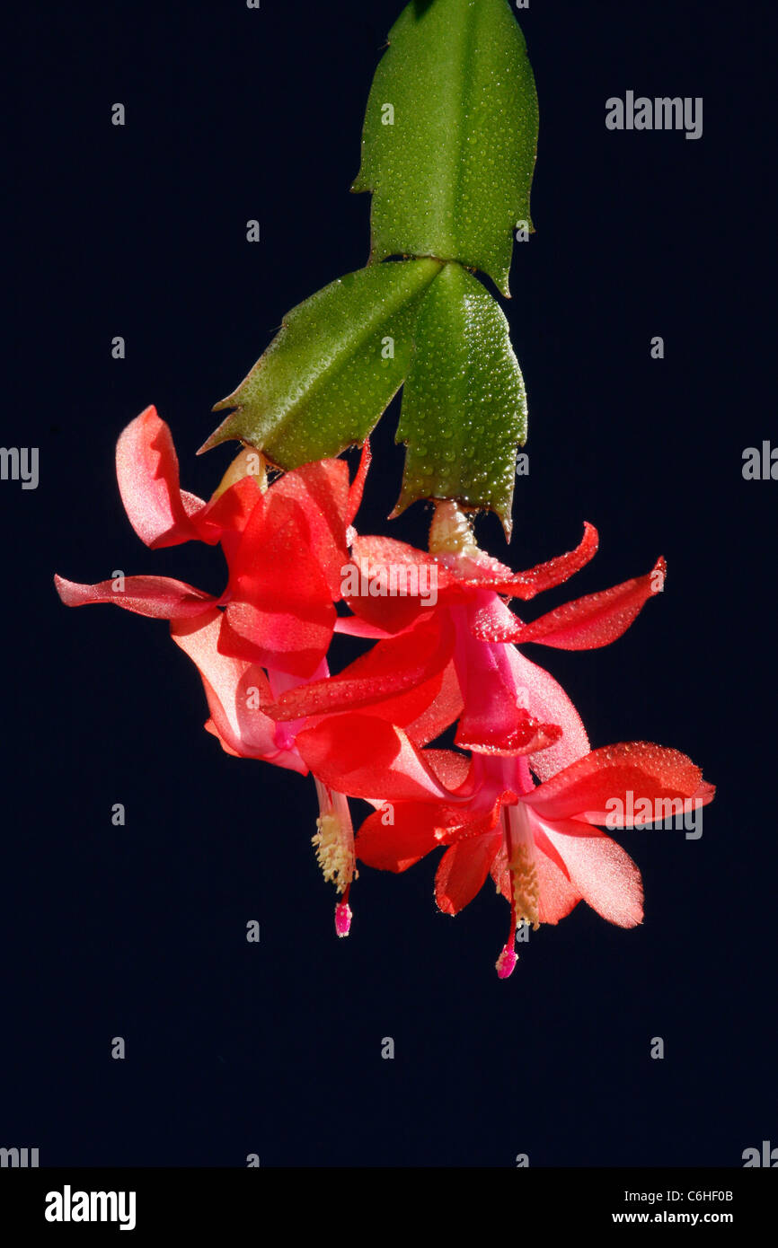 Red succulent cactus flower Stock Photo