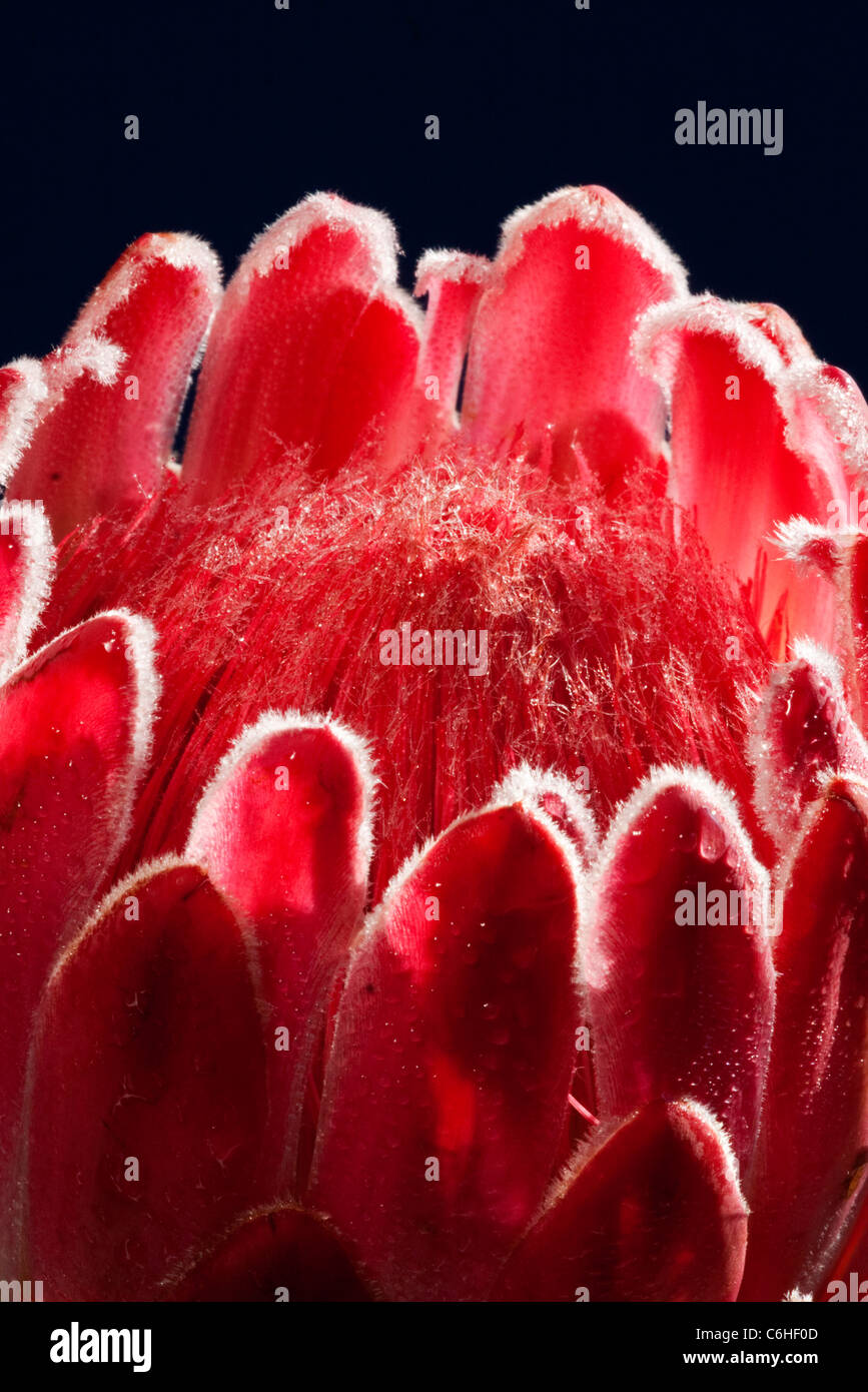 Studio shot of a Protea flower Stock Photo