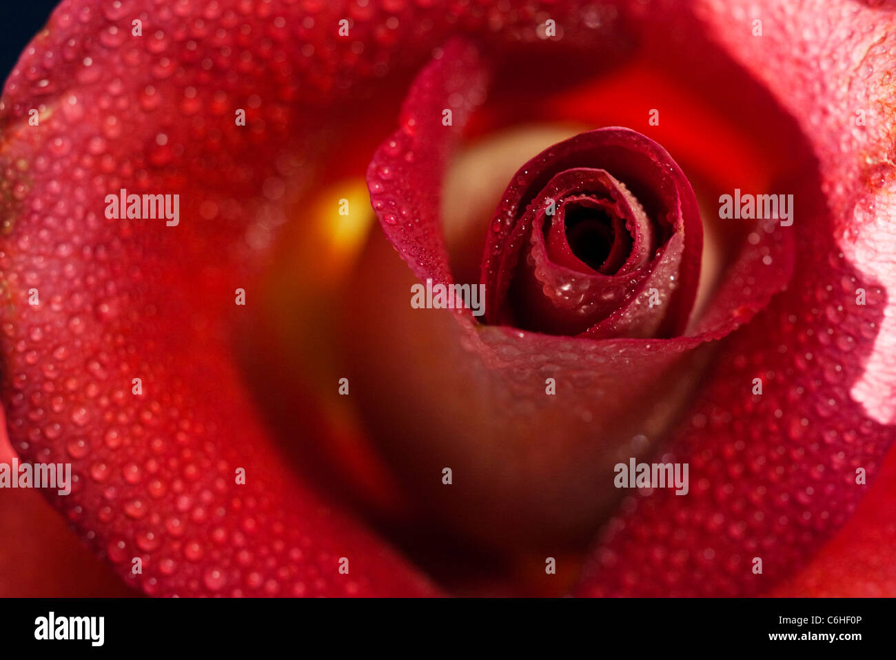 Tight shot of an unfurling rose flower Stock Photo