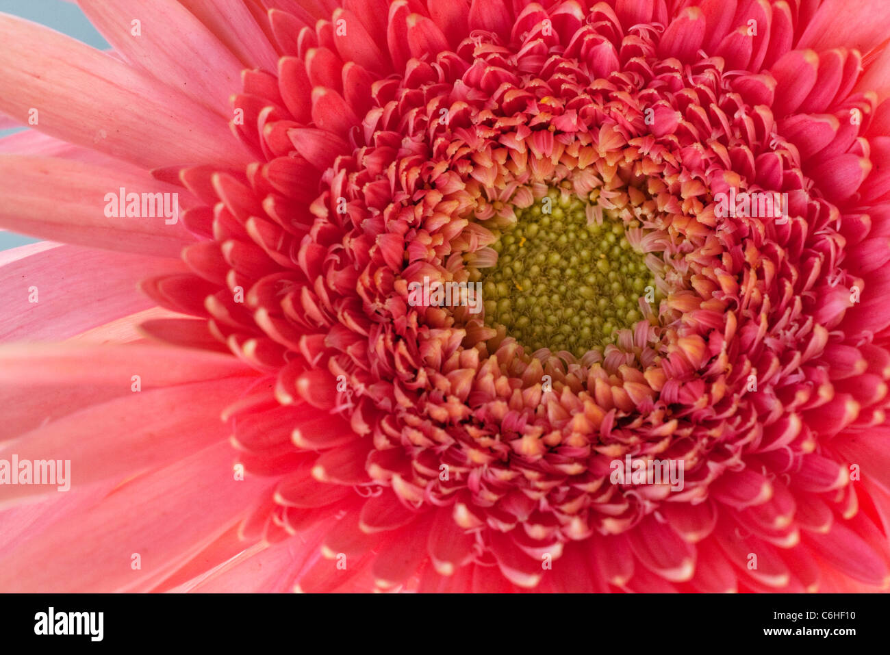 Tight photo of a pink flower composite Stock Photo