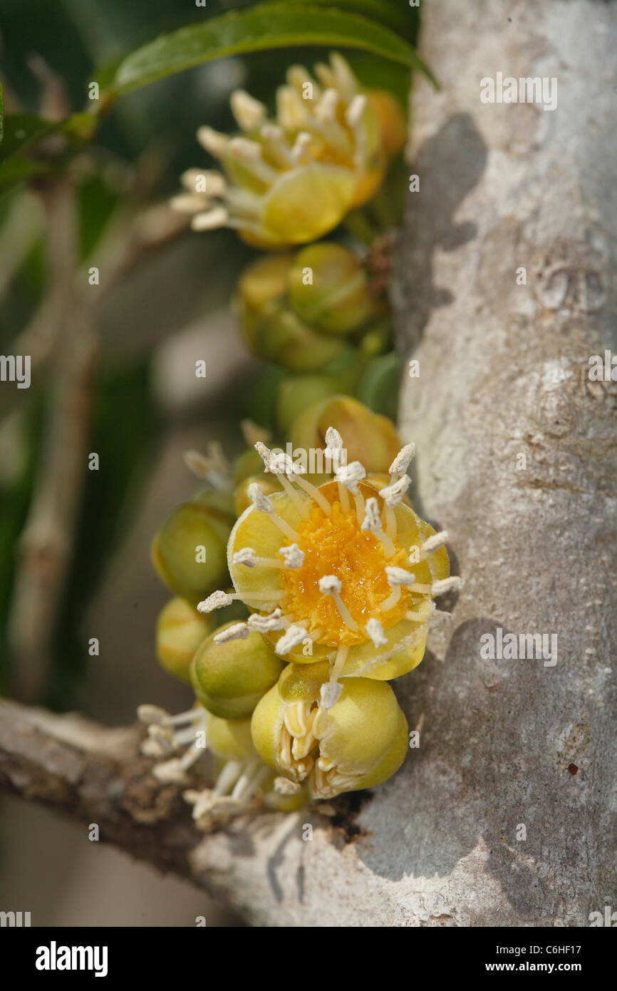 Unidentified stem flower Stock Photo