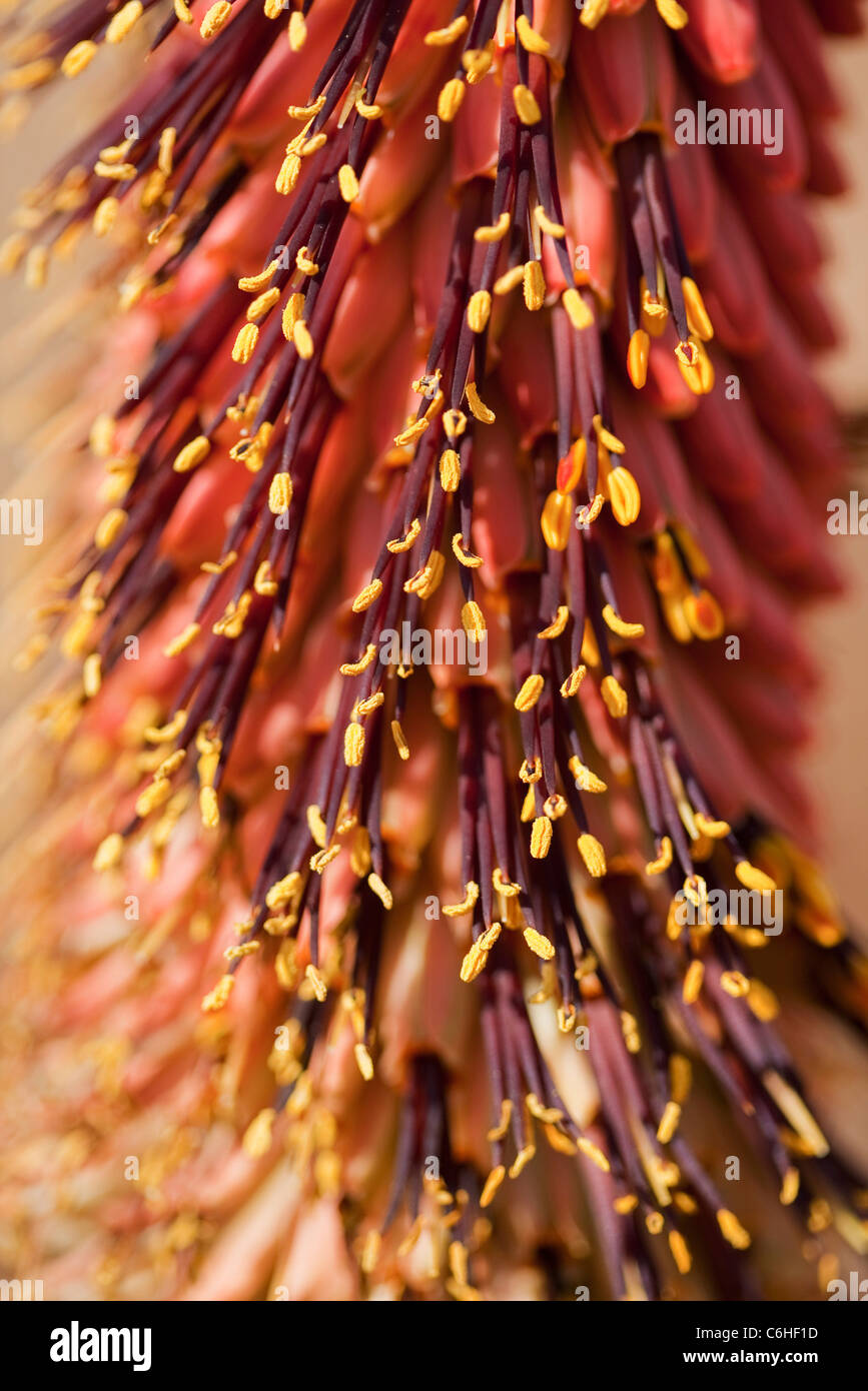 Aloe Peglerae - close up of stamens Stock Photo
