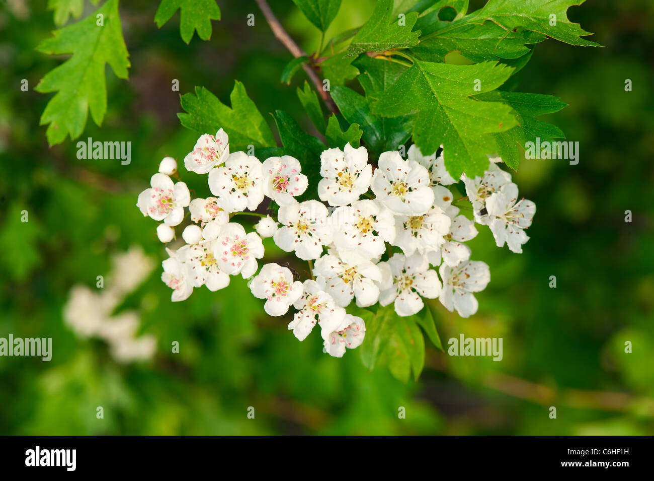Hawthorn bushes hires stock photography and images Alamy