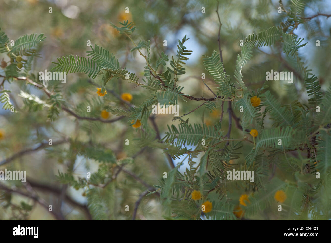 Detail of false camelthorn tree (Acacia haematoxylon) showing leaves and flowers Stock Photo