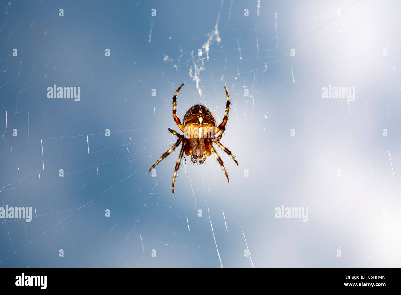 Garden spider Araneus diadematus Stock Photo