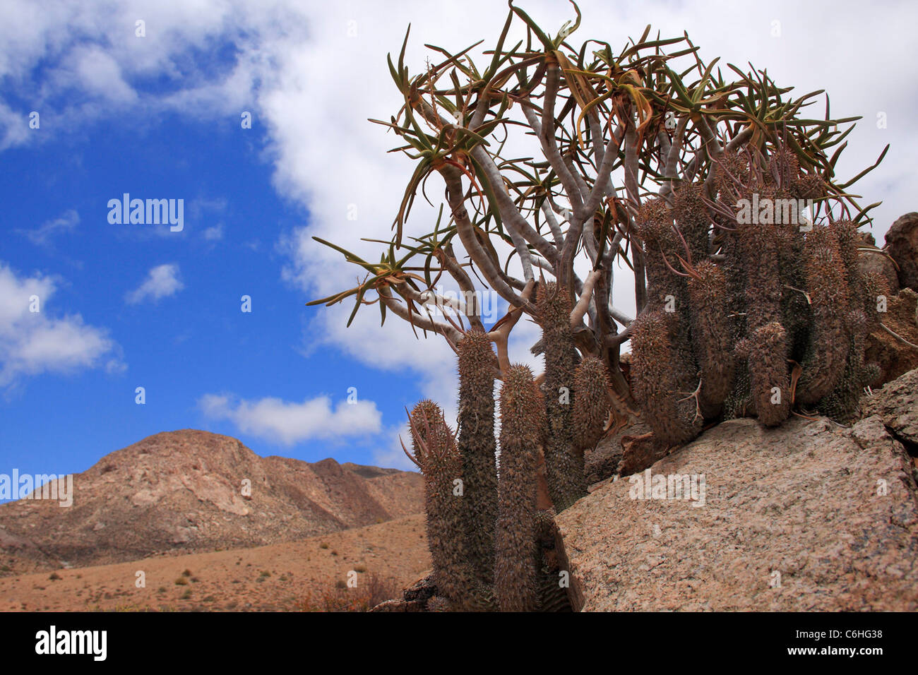 Desert landscape with Hoodia plant in the foreground Stock Photo