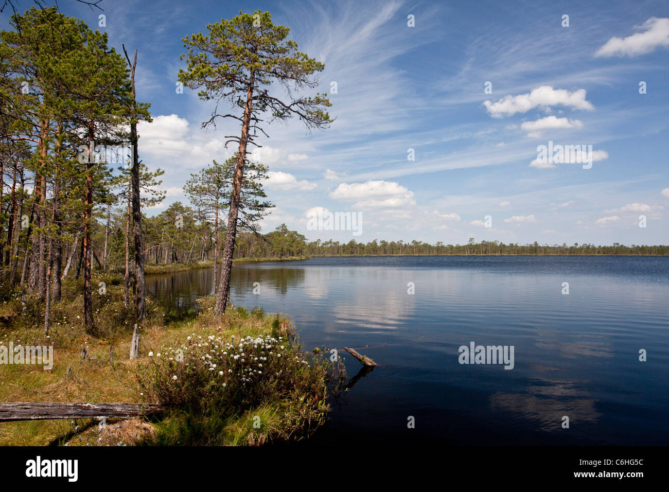 Acidic lake in Meenikunno Maastikukaitseala bog, fringed with Scots Pines; Estonia. Stock Photo