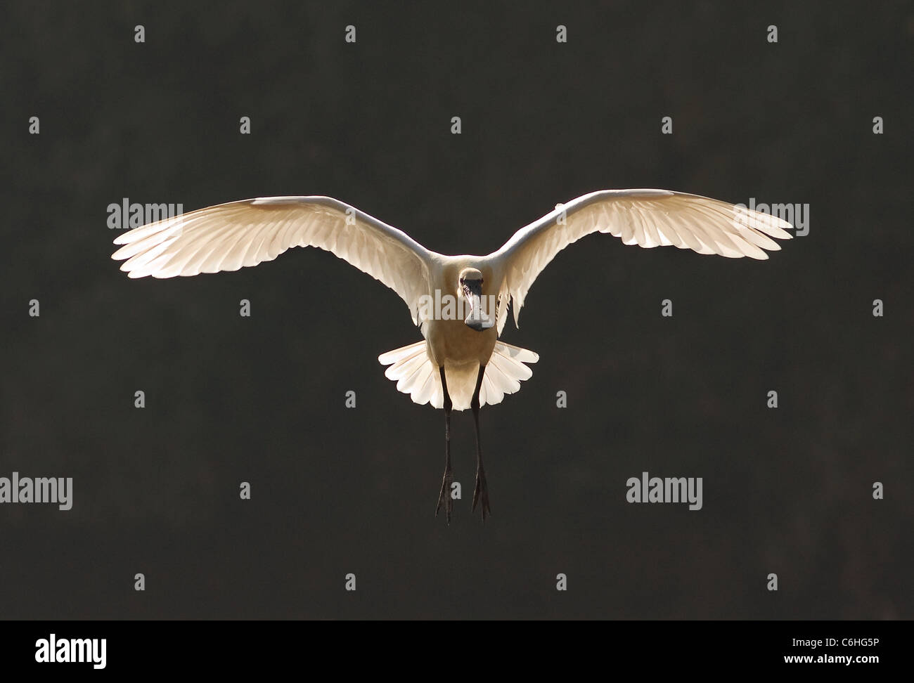 eurasian spoonbill Stock Photo