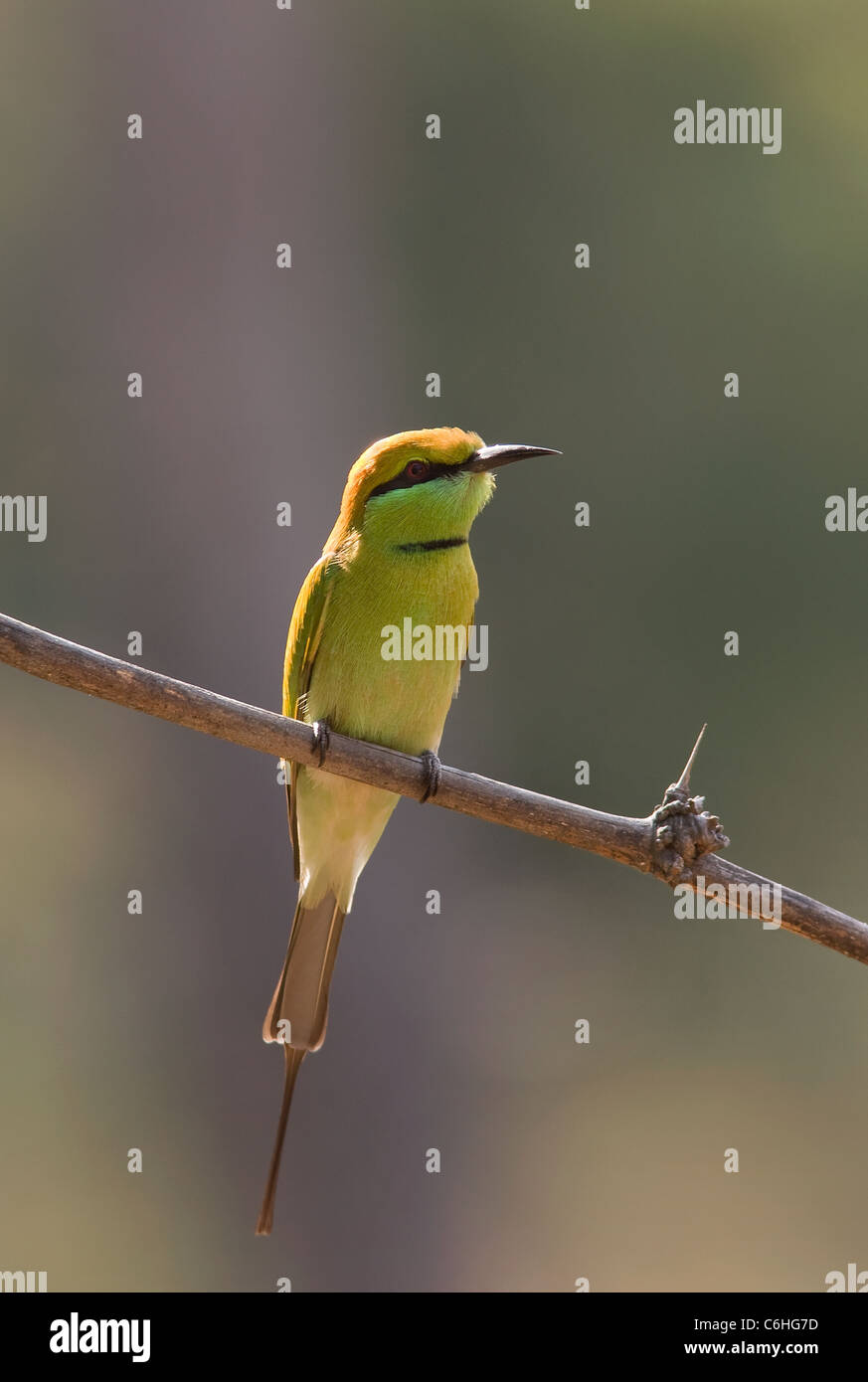 small green bee eater Stock Photo