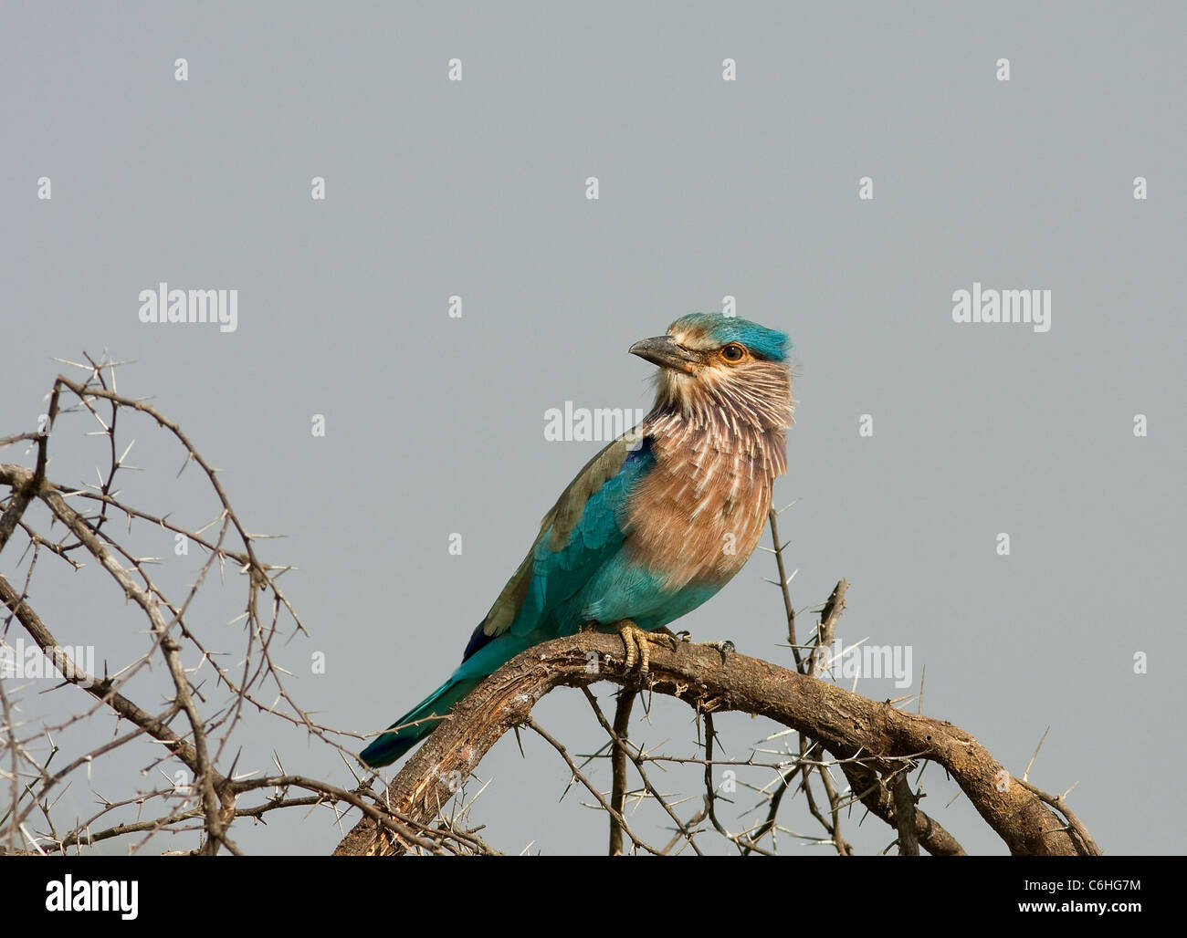 indian roller, Stock Photo