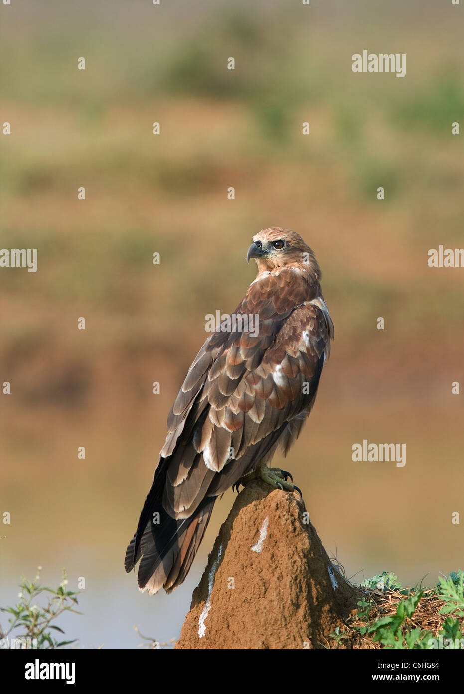 juvenile brahiminy kite Stock Photo