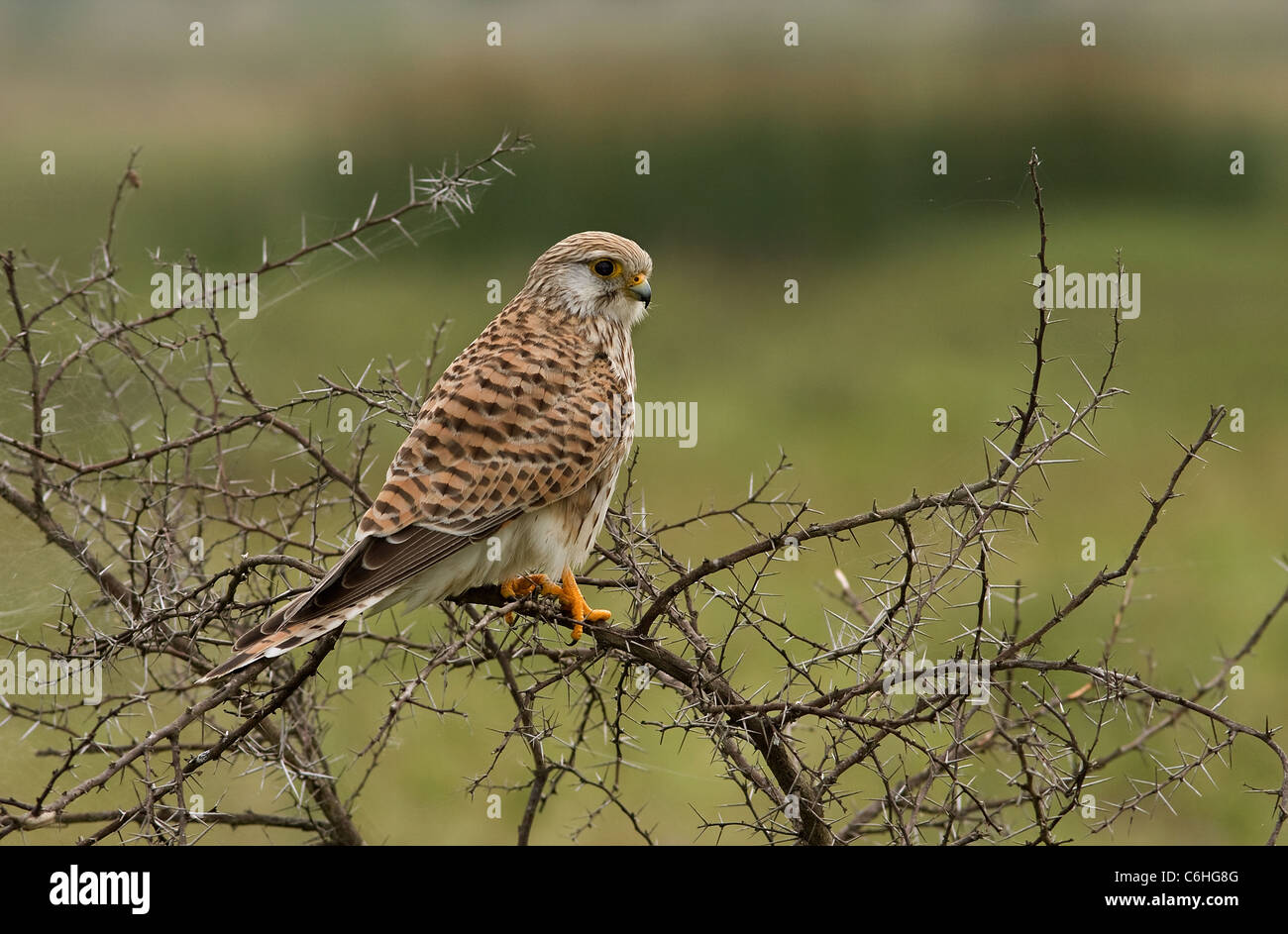common kestrel Stock Photo