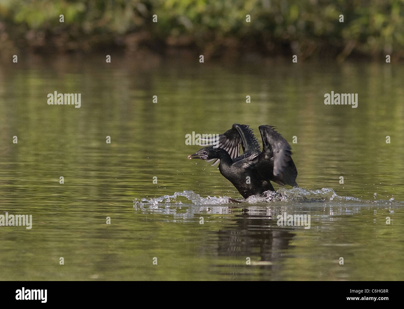 little cormorant Stock Photo