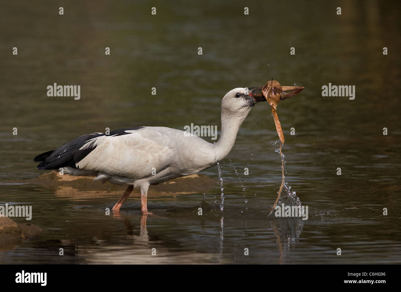 openbill Stock Photo