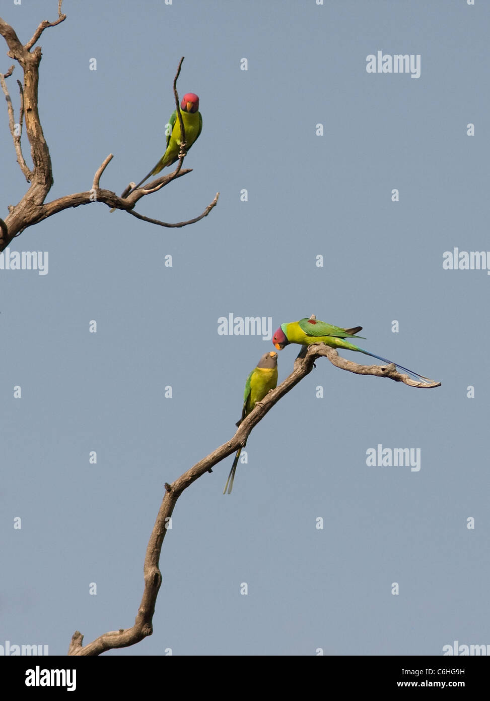 Rose-ringed parakeet Stock Photo