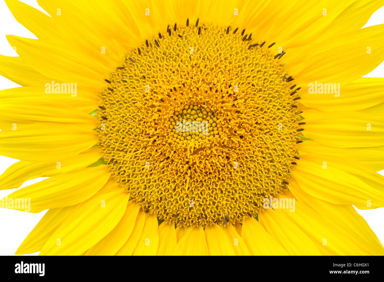 Sunflower closeup isolated on white background Stock Photo - Alamy