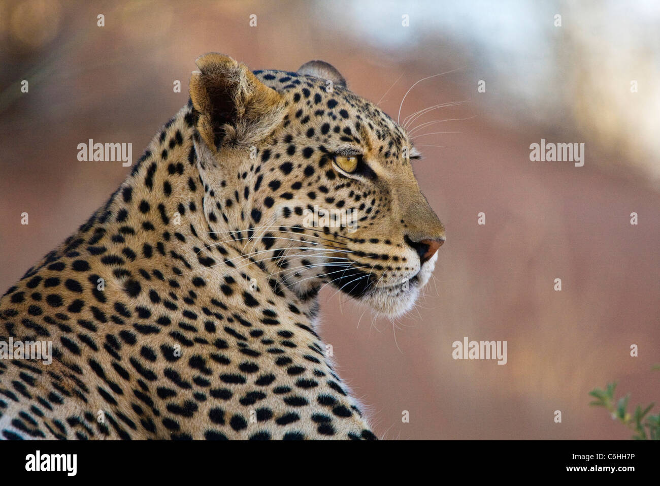 Portrait of a female Kalahari leopard Stock Photo