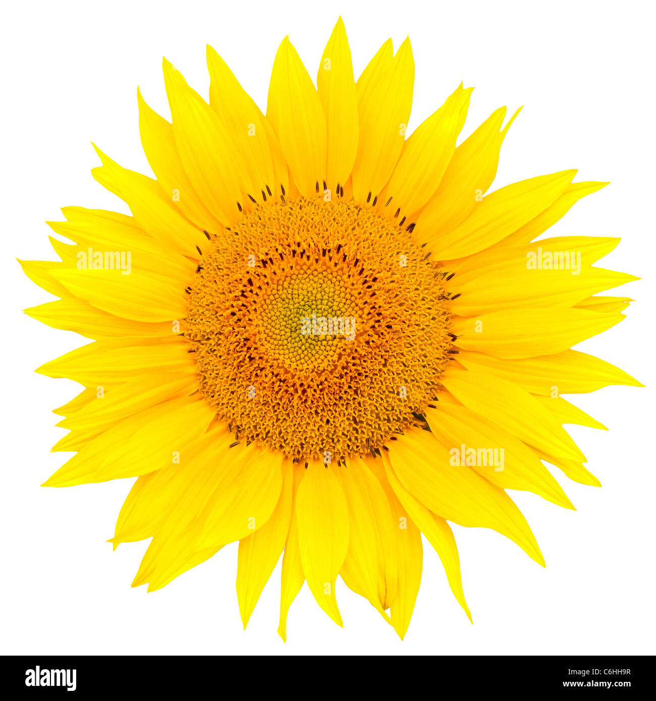 Sunflower closeup isolated on white background Stock Photo - Alamy