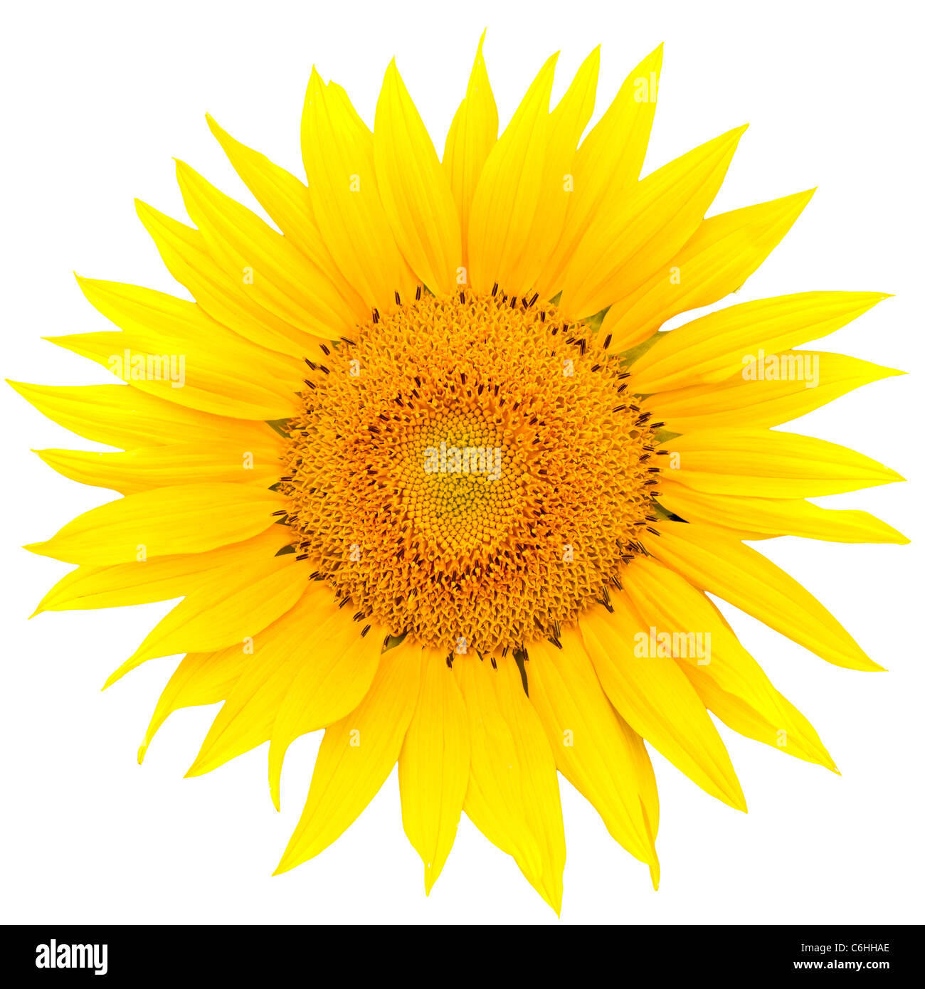 Sunflower closeup isolated on white background Stock Photo - Alamy