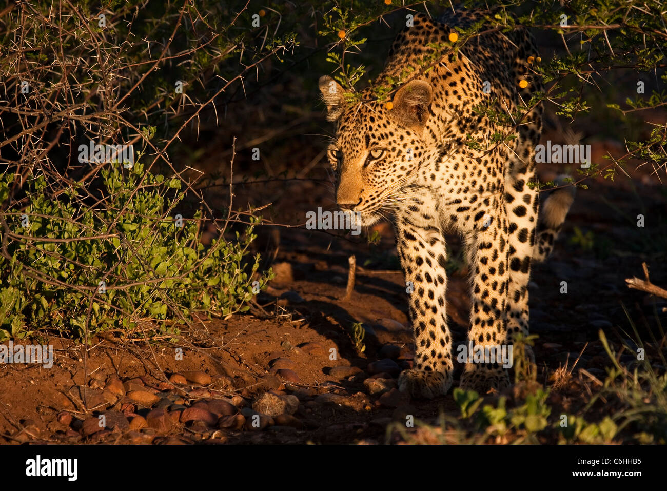 Leopard emerging from dense bush into the sunlight Stock Photo