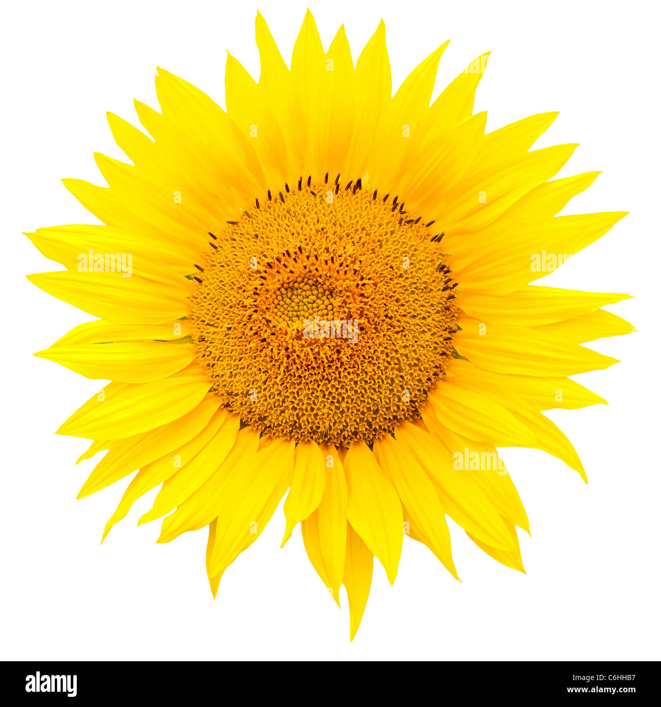 Sunflower closeup isolated on white background Stock Photo - Alamy