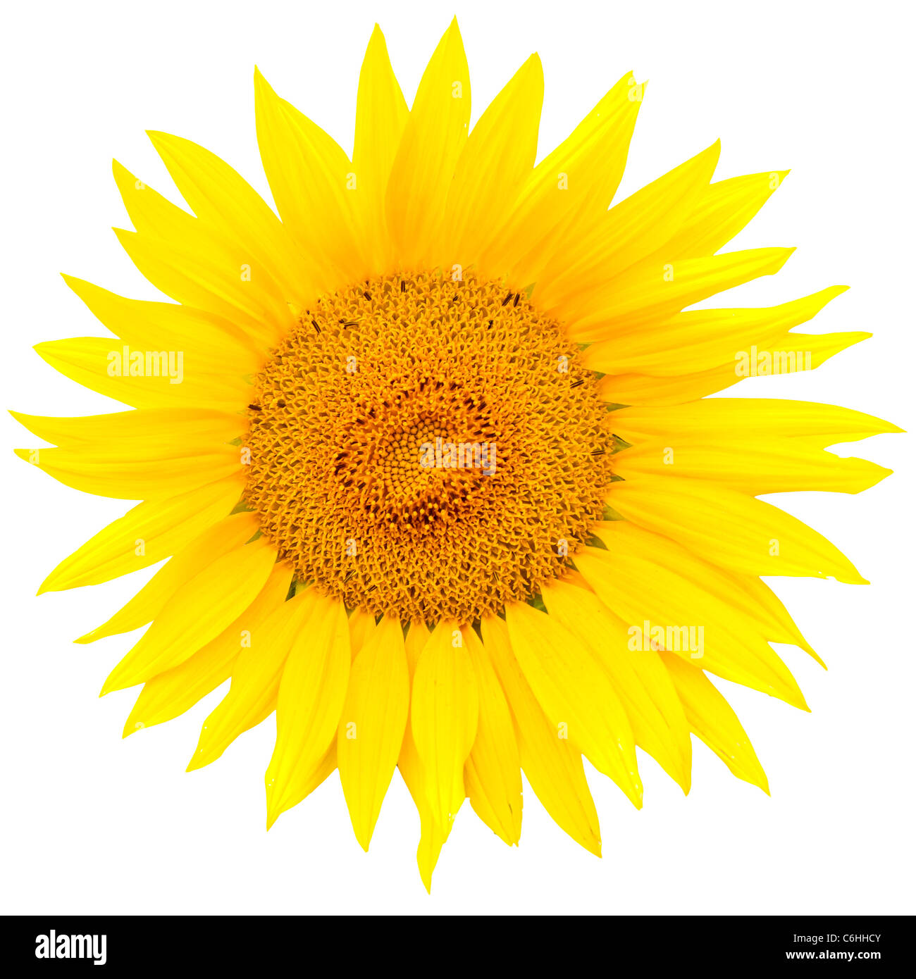Sunflower closeup isolated on white background Stock Photo - Alamy