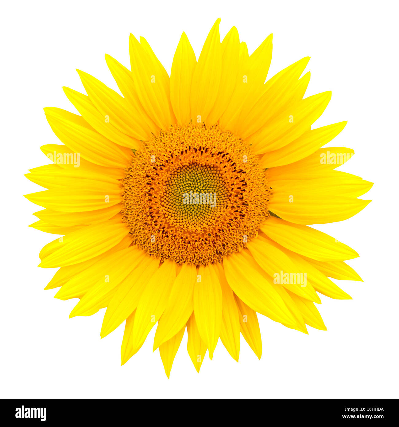 Sunflower closeup isolated on white background Stock Photo - Alamy