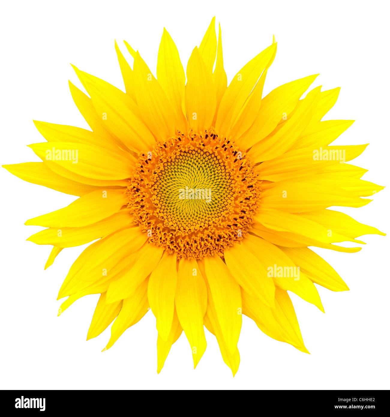 Sunflower closeup isolated on white background Stock Photo - Alamy