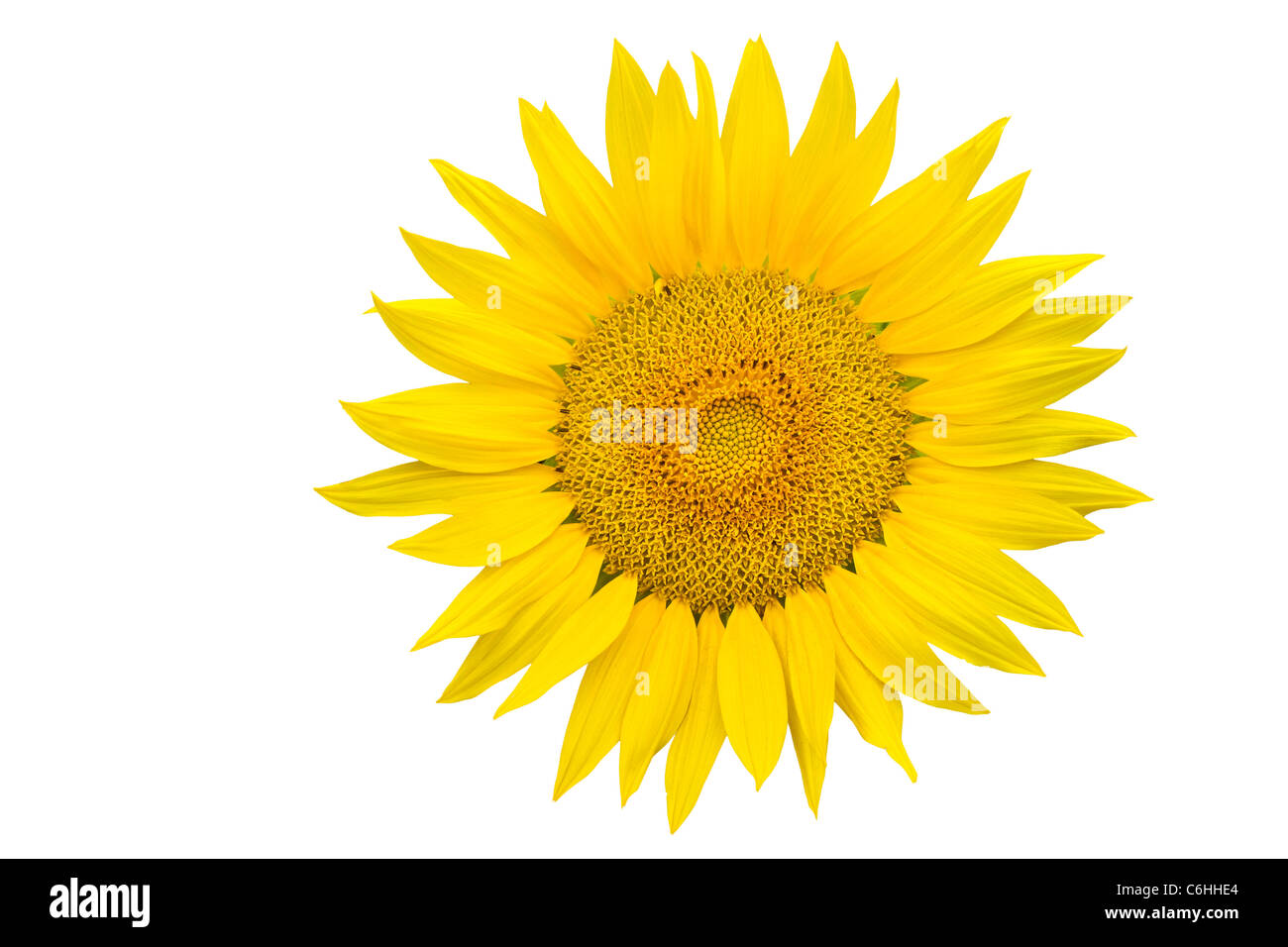 Sunflower closeup isolated on white background Stock Photo - Alamy