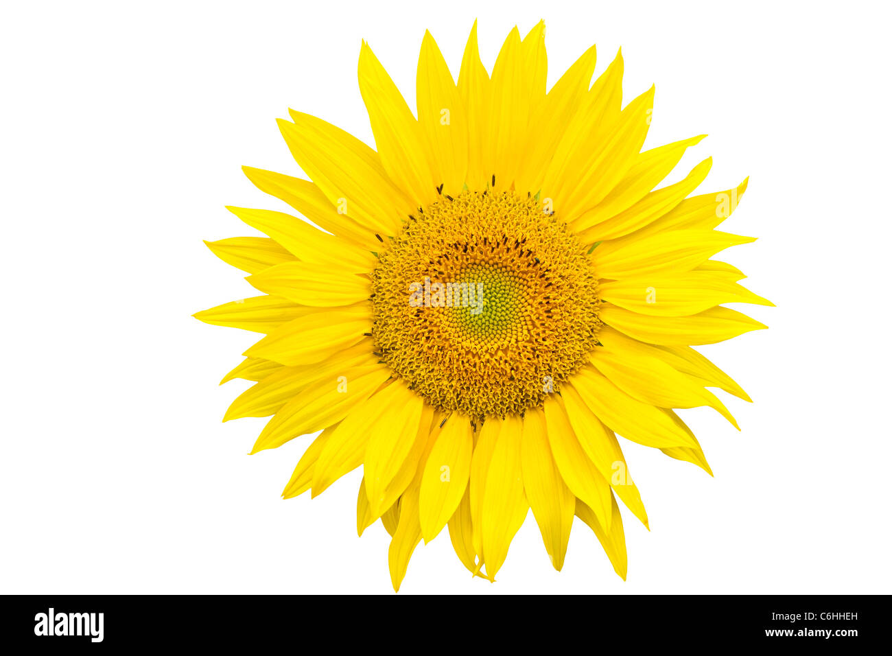 Sunflower closeup isolated on white background Stock Photo - Alamy