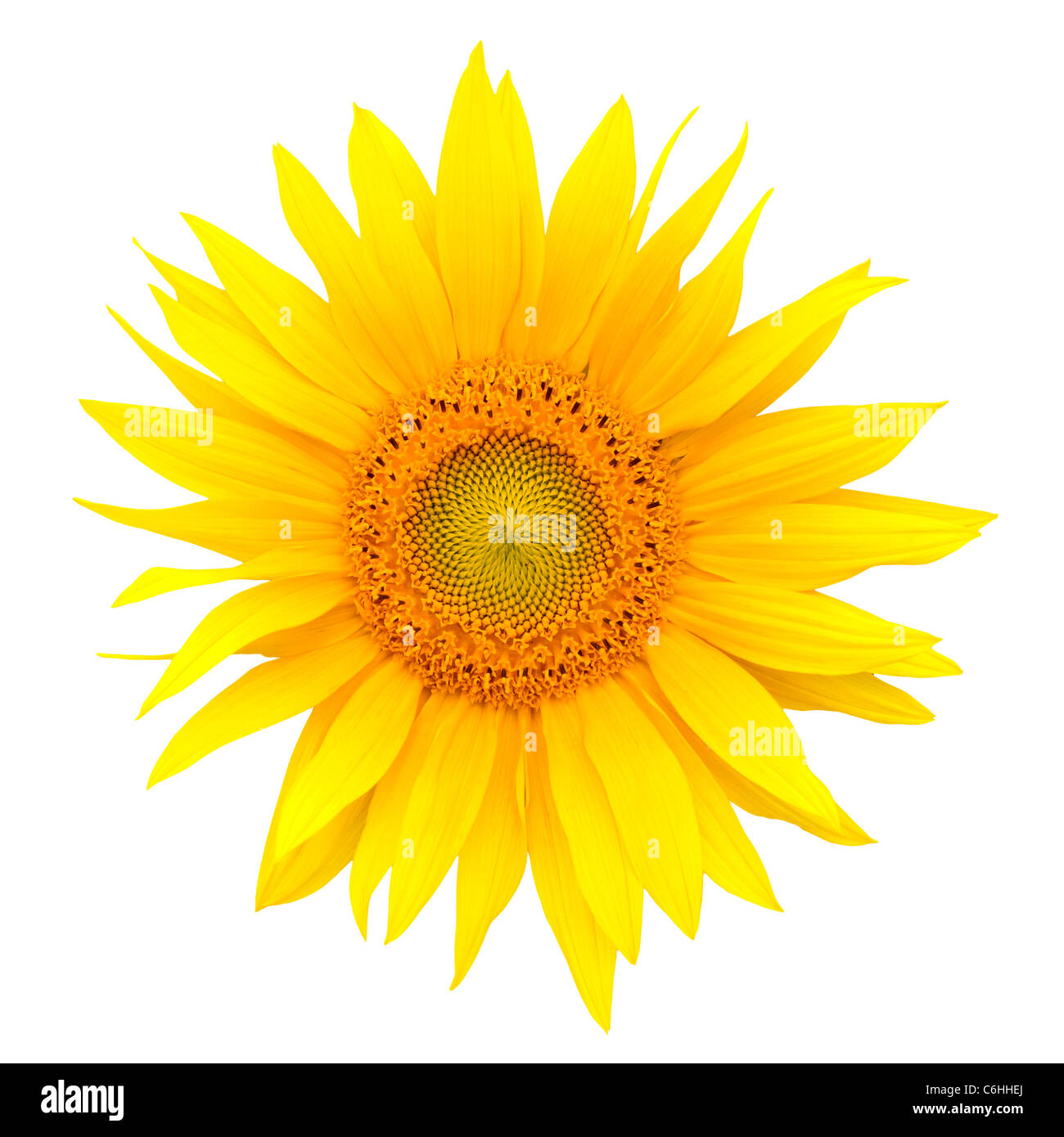 Sunflower closeup isolated on white background Stock Photo - Alamy