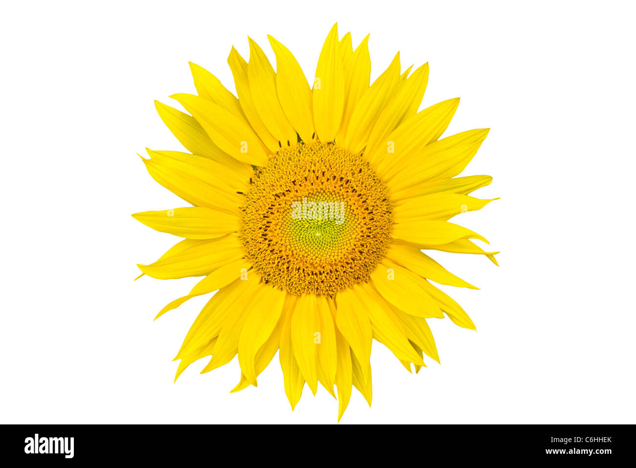 Sunflower closeup isolated on white background Stock Photo - Alamy