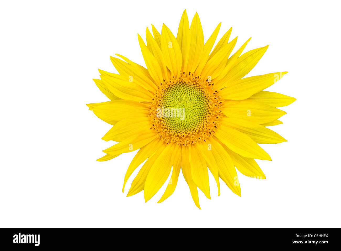 Sunflower closeup isolated on white background Stock Photo - Alamy