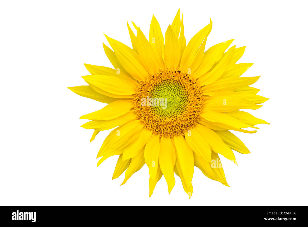 Sunflower closeup isolated on white background Stock Photo - Alamy
