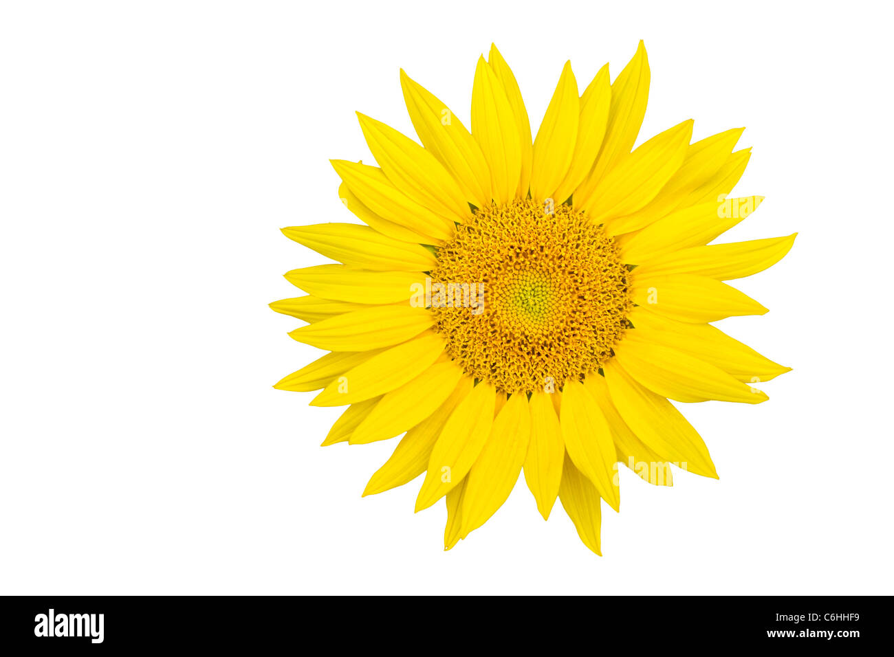Sunflower closeup isolated on white background Stock Photo - Alamy