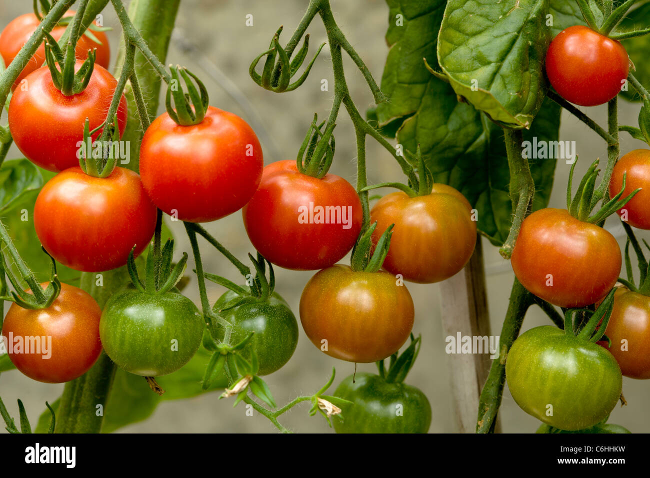 Tomato Gardener's Delight Stock Photo Alamy
