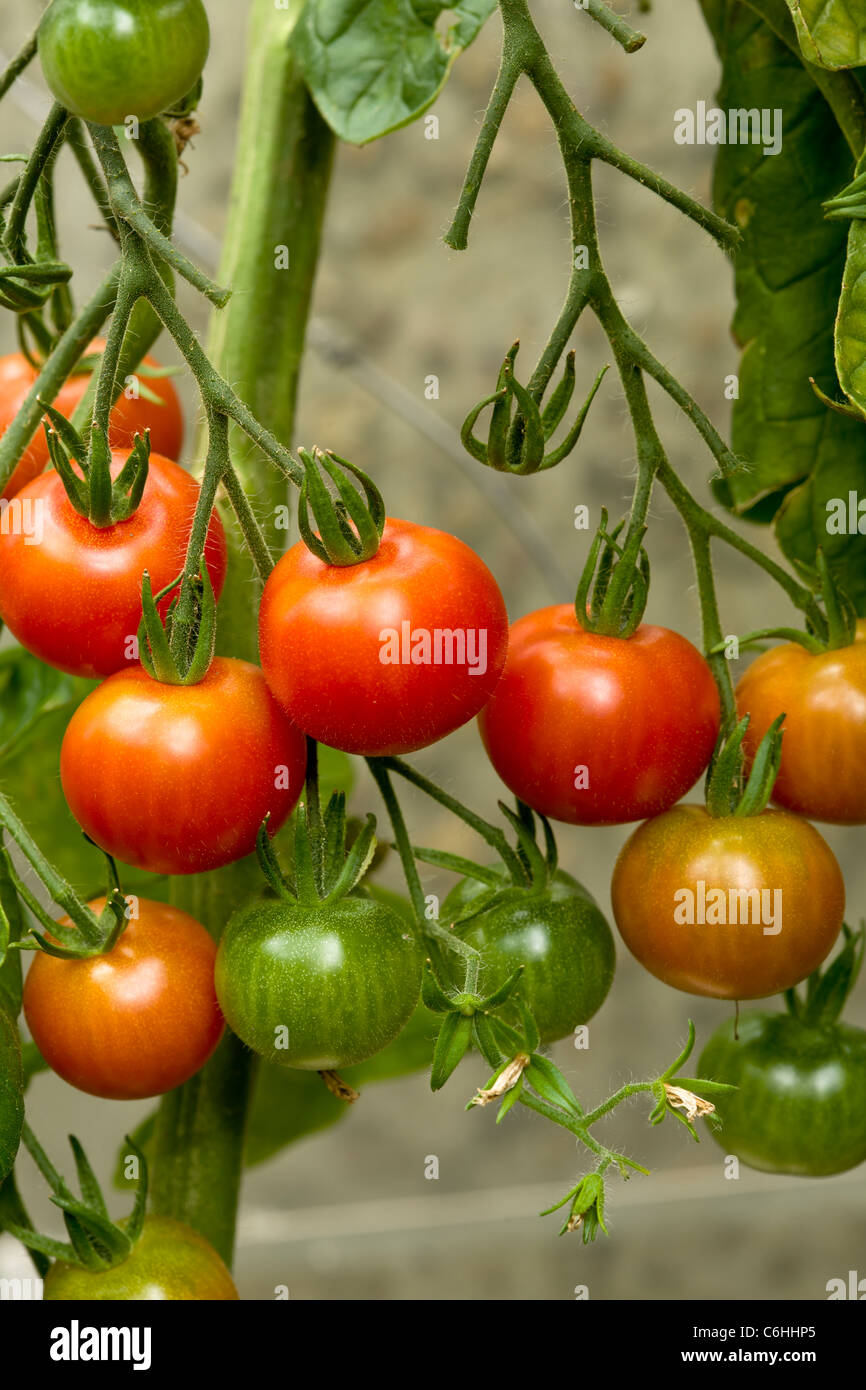 Tomato Gardener's Delight Stock Photo Alamy