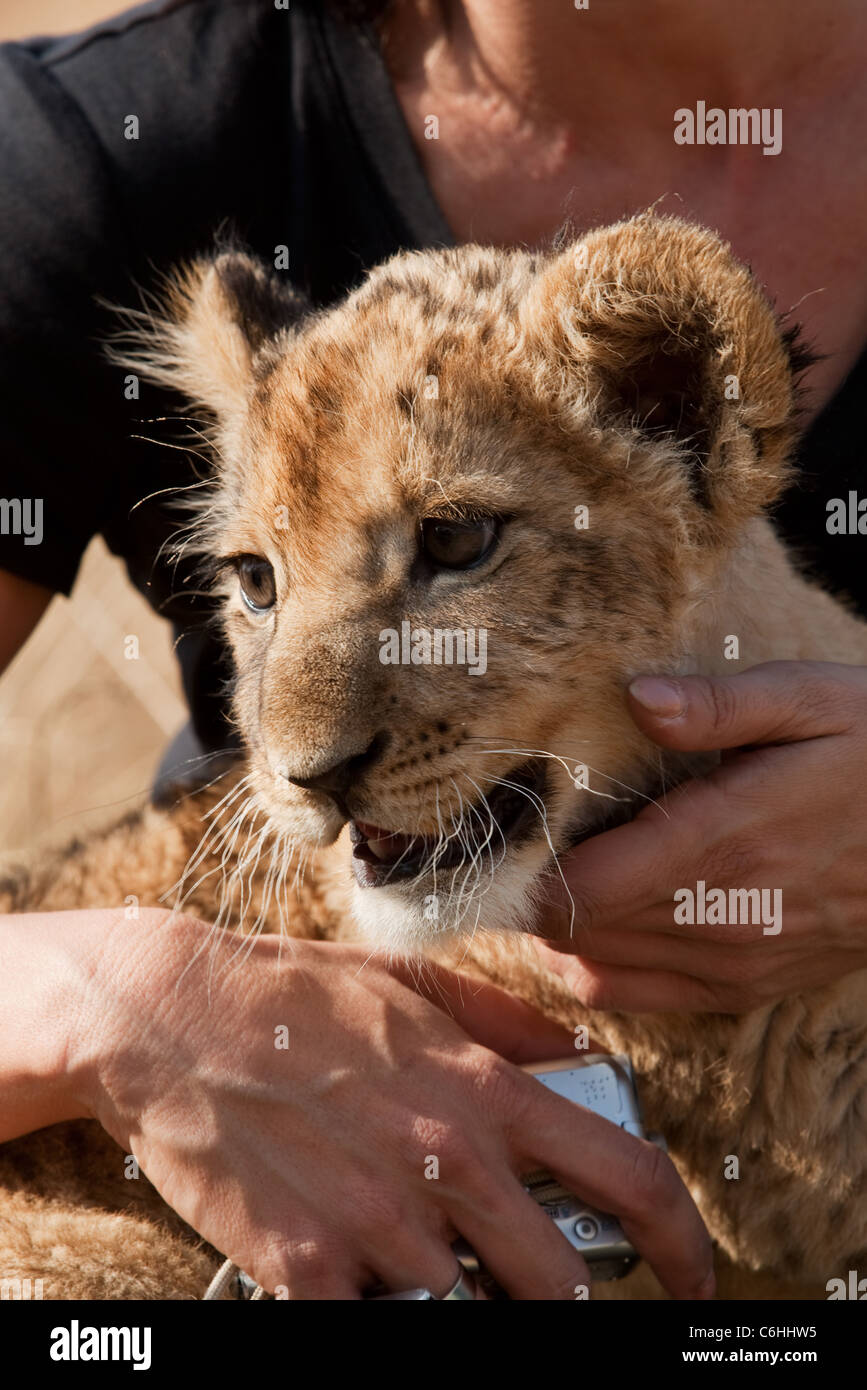 Lion tourist hires stock photography and images Alamy