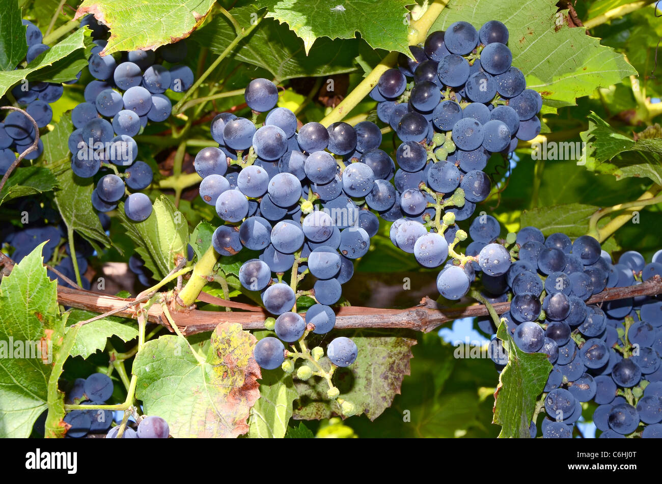blue grapes on a branch Stock Photo - Alamy